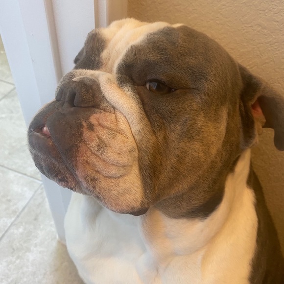 Meet your Posher, Tony - Picture 1 of 1